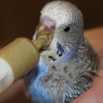 Ca budgies vărsat