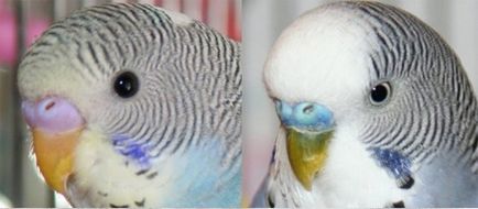 Ca budgies vărsat