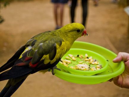 Ca budgies vărsat