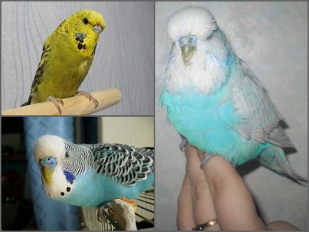 Ca budgies vărsat