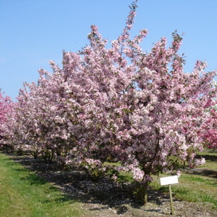 copaci ornamentali pentru a da