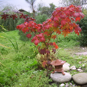 copaci ornamentali pentru a da