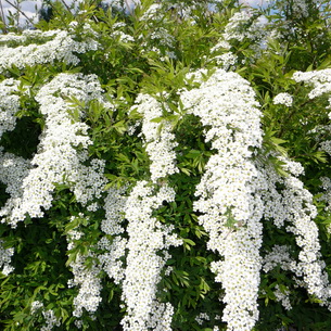 copaci ornamentali pentru a da