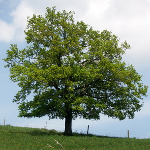 copaci ornamentali pentru a da