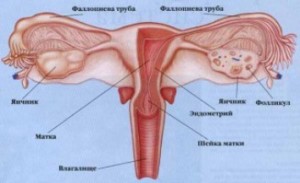 Ce este ovar multifollikulyarny