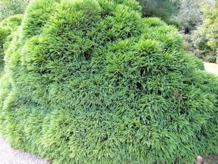 copaci ornamentali pentru a da copaci ornamentali pentru a da