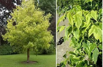 copaci ornamentali pentru a da copaci ornamentali pentru a da