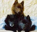 Câini de culoare haină neagră