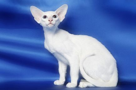 Ce este o pisica orientala Ce este o pisica orientala