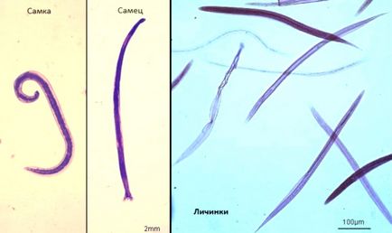 Simptomele de viermi intestinali la pisici