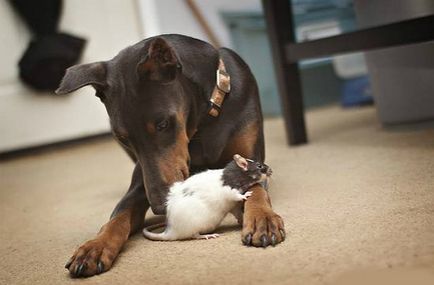 Otravirea de câini cu otravă de șobolani