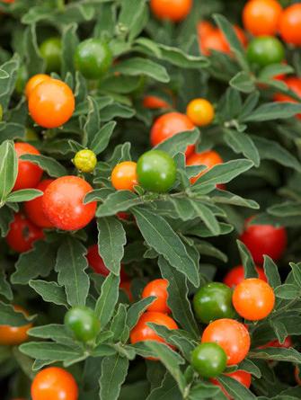 Cum să aibă grijă de un Nightshade pateu