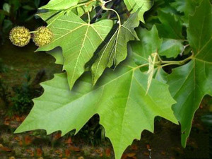 Platanus orientalis caracteristici de plantare copac maiestuos și de îngrijire, fotografie Est paltin