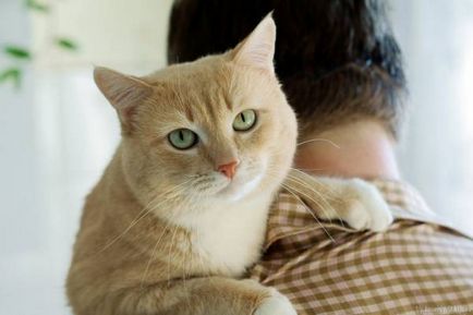 Cat însuși labe Cat însuși labe