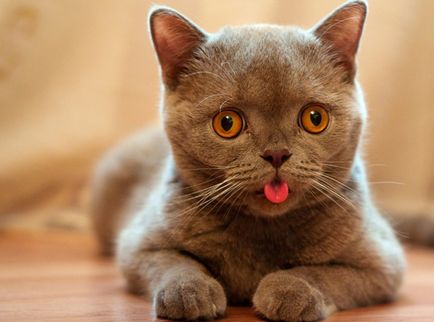 Pisicile cu limba hangout