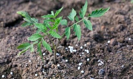 Frunzele de tomate Rolled