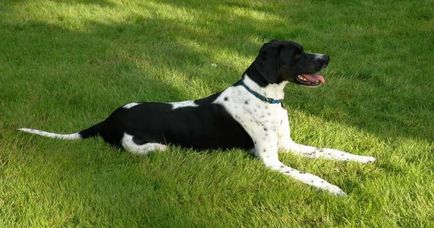 câine pointer