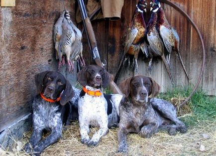 câine pointer