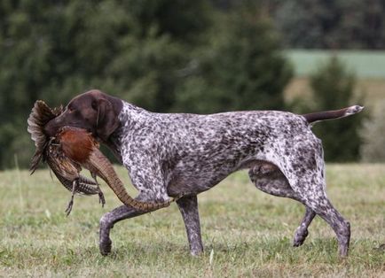 câine pointer