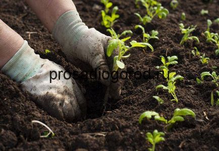 Cum cel mai bine pentru tomate plante