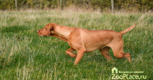 câine pointer