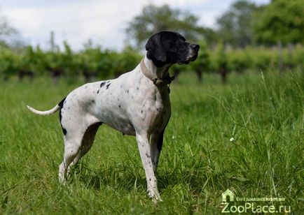 câine pointer