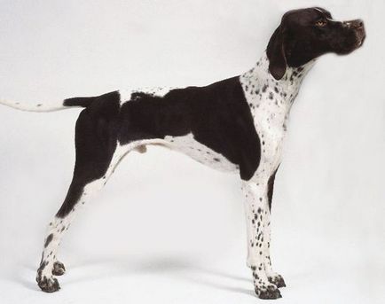 câine pointer