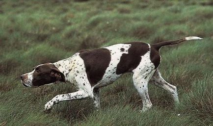 câine pointer