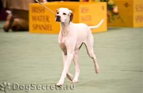 câine pointer