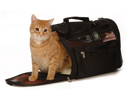 Ce transporta pisica