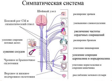 Sistemul nervos simpatic este ceea ce este