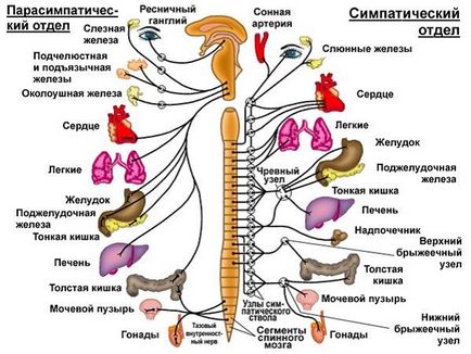 Sistemul nervos simpatic este ceea ce este