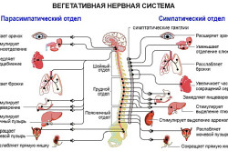 Sistemul nervos simpatic este ceea ce este