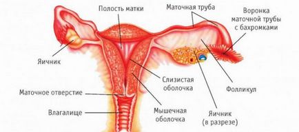 Toate ureaplasmosis tratament