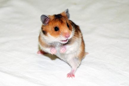 Feedul hamsteri sirieni