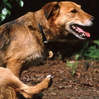 câine pointer