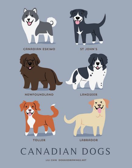 Diferite rase de câini toate