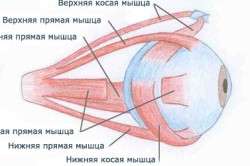 Ce este cyclospasm