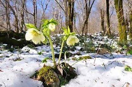 paturi de flori în umbră