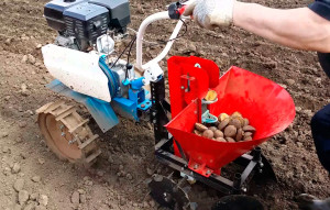 Cum să planteze cartofi în motor bloc