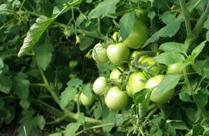 Cum cel mai bine pentru tomate plante