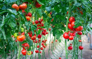 Cum cel mai bine pentru tomate plante