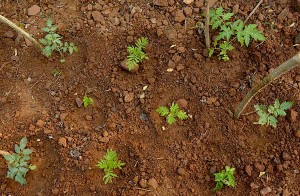 Cum cel mai bine pentru tomate plante