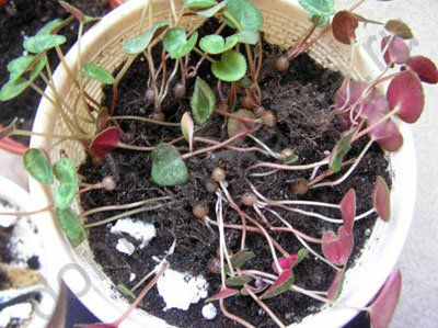 Cyclamen din semințe de la domiciliu