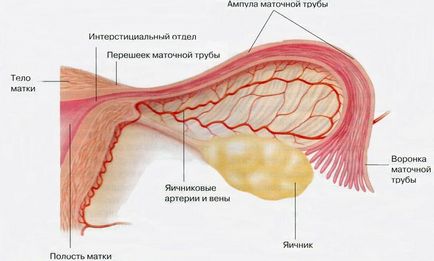 Inflamatia trata apendicelor