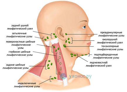 Tratamentul de inflamare a ganglionilor limfatici din spatele urechii