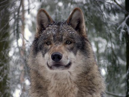 Ce se tem de lupi