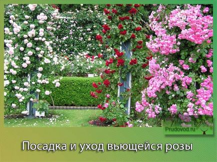 Cum să aibă grijă de trandafir cret Cum să aibă grijă de trandafir cret