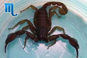 Scorpionul este semnul a ceea ce