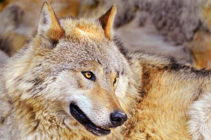 100 fapte interesante despre lupi